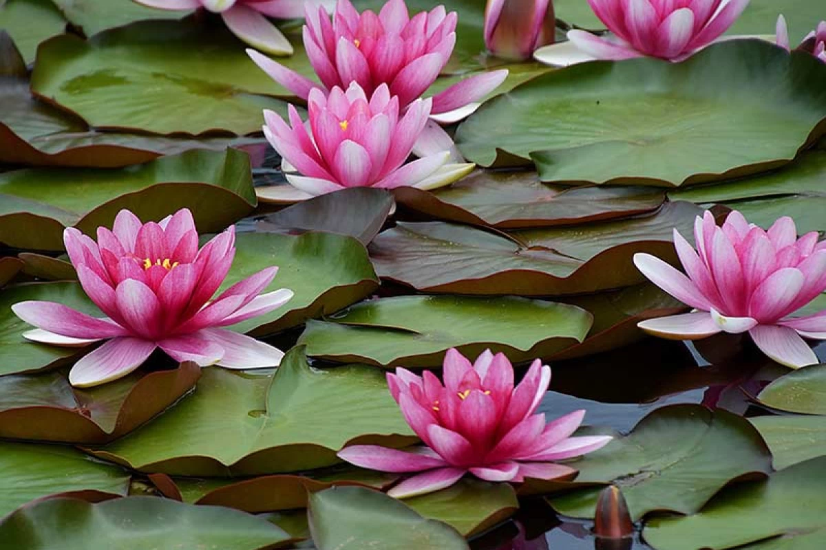 عکس زیباترین  گل‌های جهان