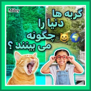 کاور
