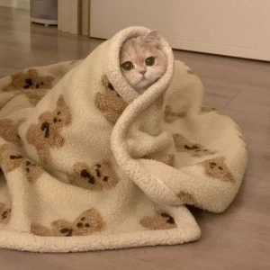 کاور