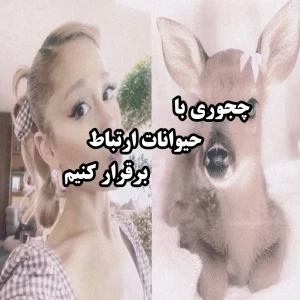 کاور
