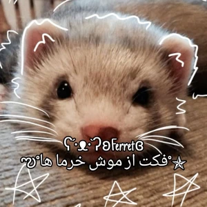 کاور