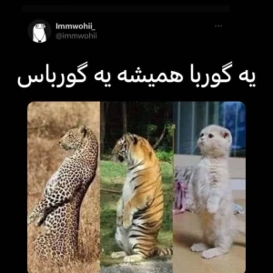 کاور