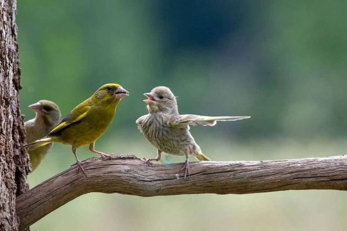 عکس ای.دز پرندگان یا PBFD
