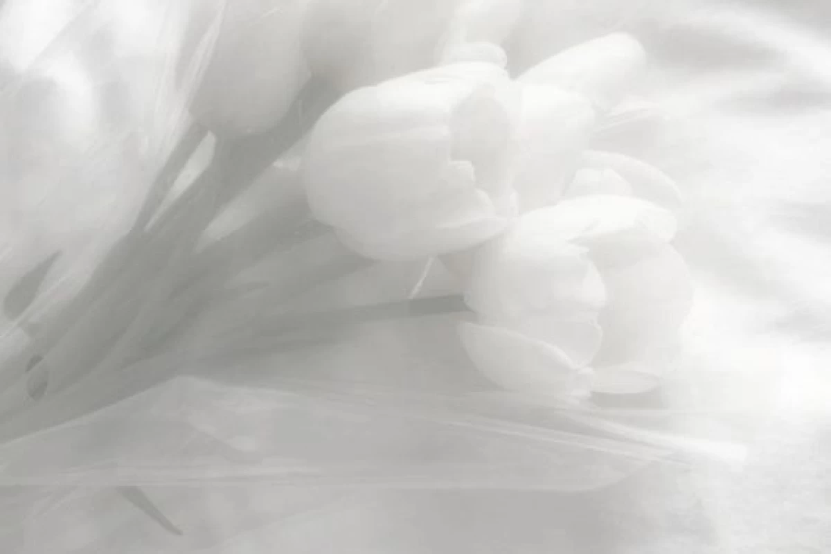 عکس (مرثیه ای برای بی رنگی)