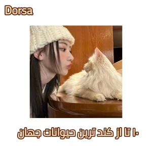 کاور