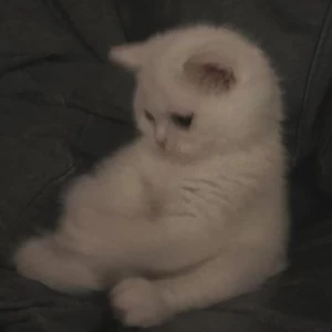 کاور