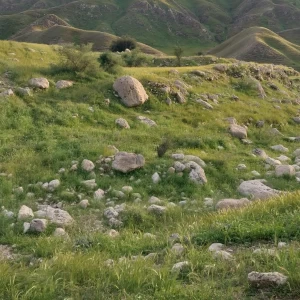 کاور