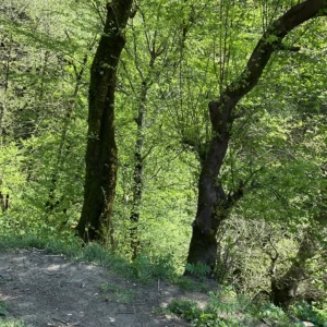 کاور