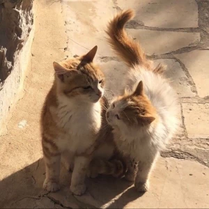 کاور