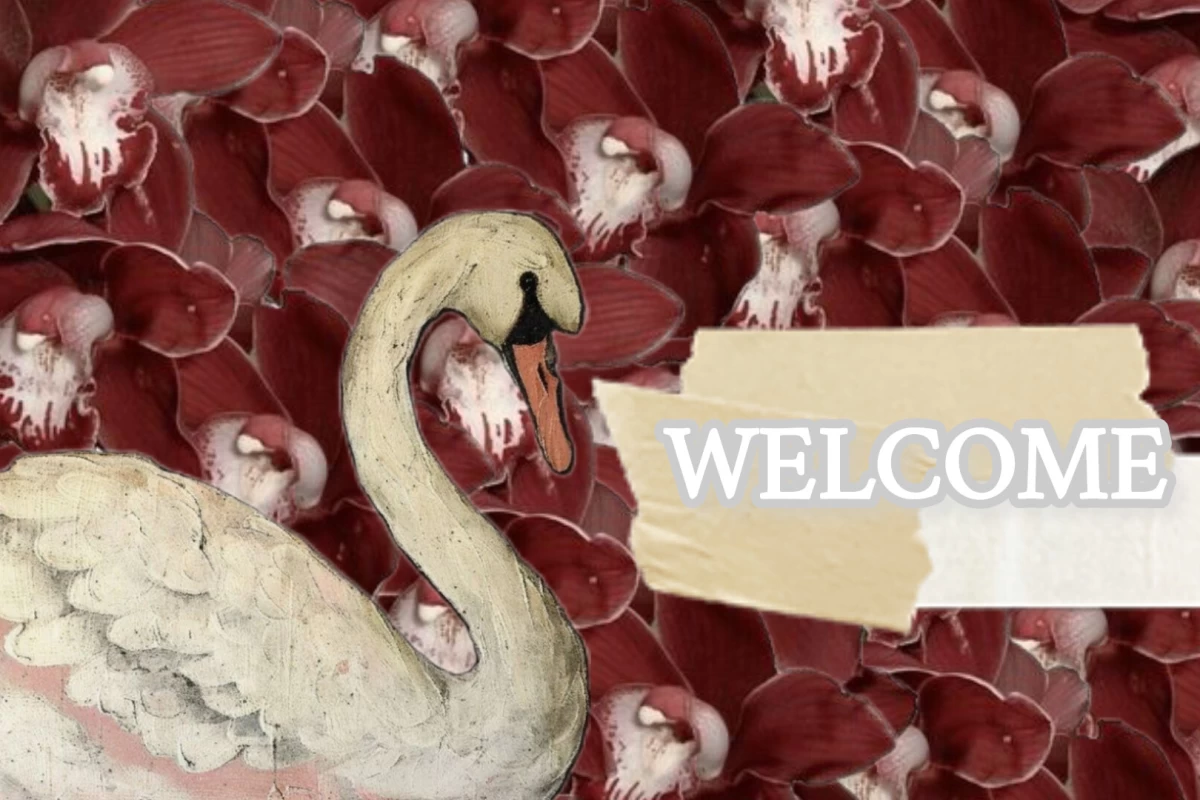 عکس 🦢 : قو ها هرگز خداحافظی نمیکنند!