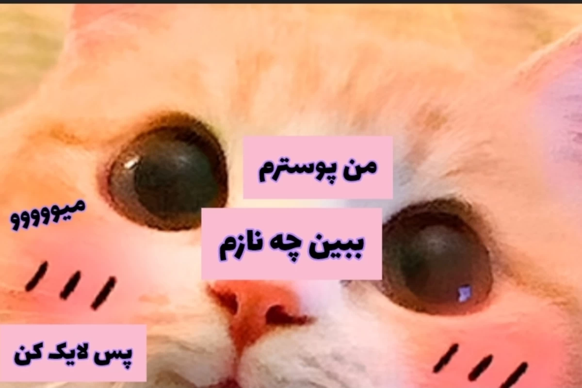عکس کارهای عجیب گربه ها!مامانتو راضی کن گربه بخره!