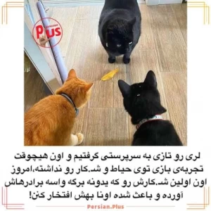 کاور