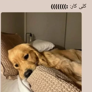 کاور