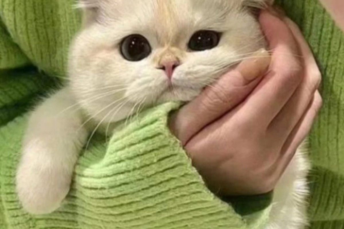 عکس مدرسه به عنوان کشور
