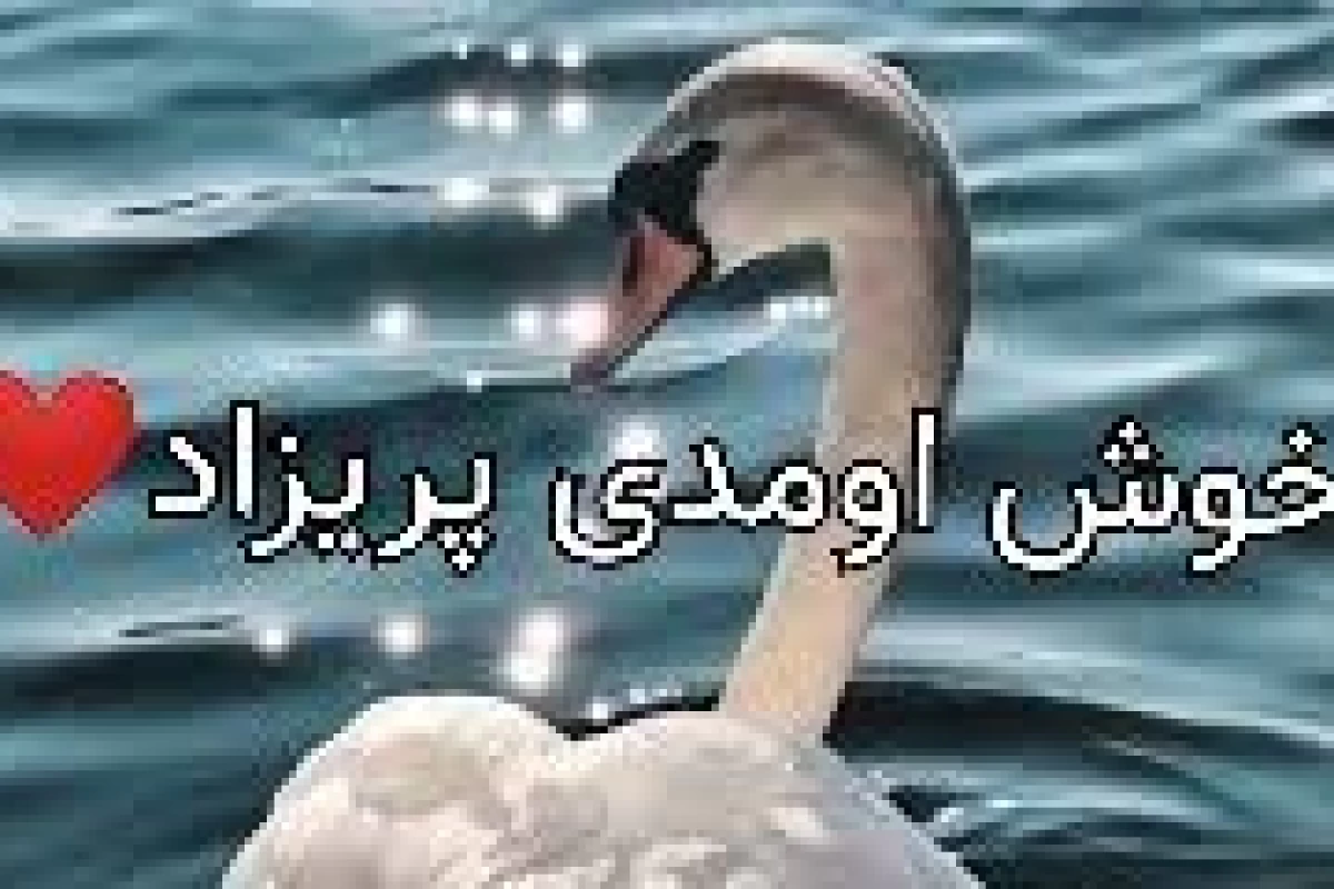 عکس نابغه‌های بی‌کلام: چگونه حیوانات از ما باهوش‌تر عمل می‌کنند؟
