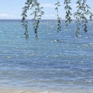 کاور