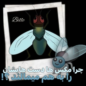 عکس چرا مگس مدام دست‌هایش را به‌هم می‌مالد!