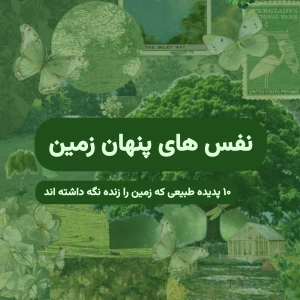 کاور