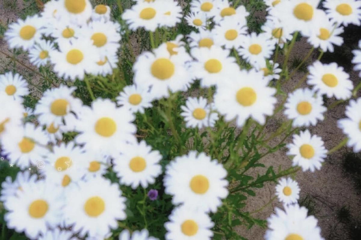 عکس رنگ ها در زبان ژاپنی