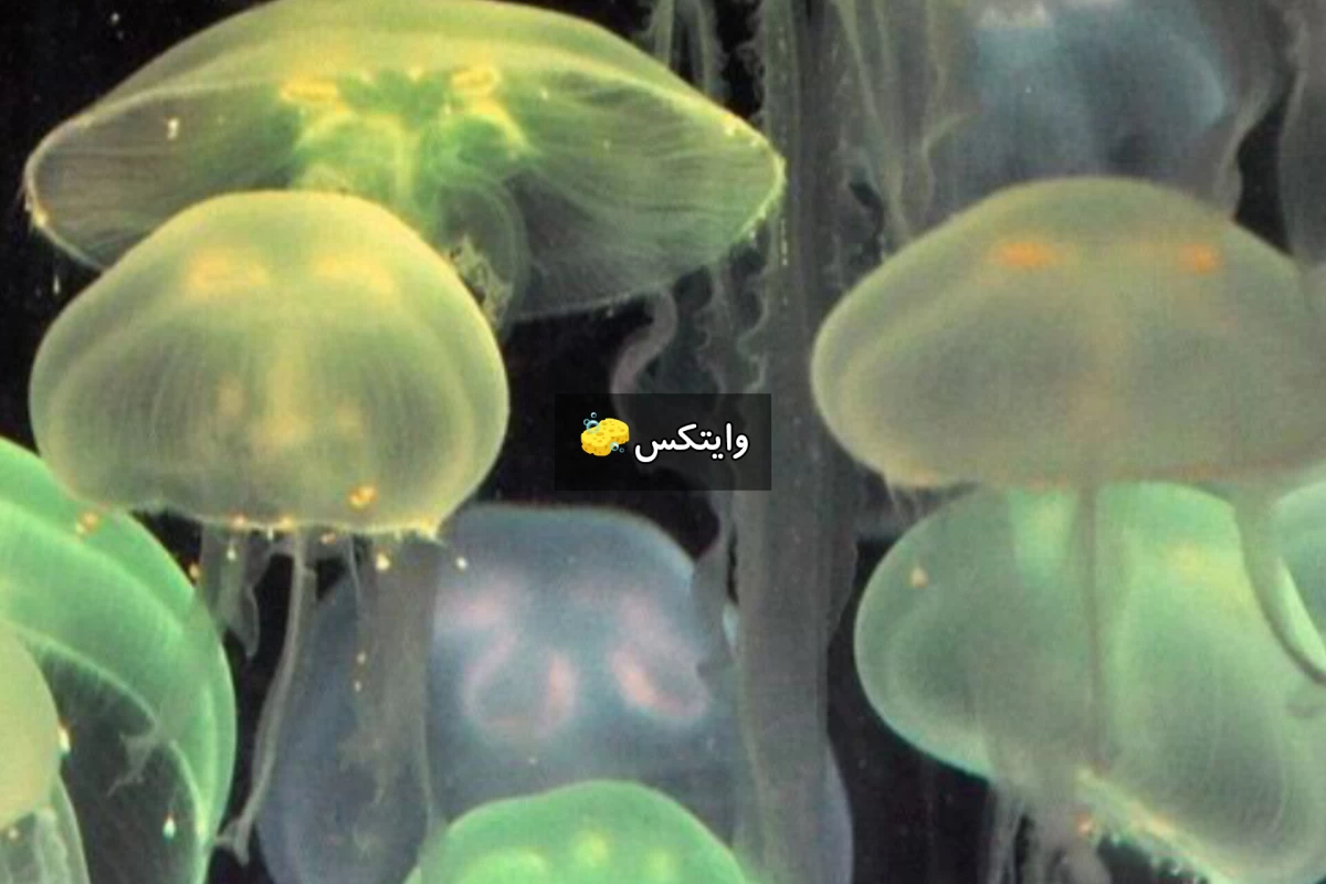 عکس خواب دیدن آینده ؟