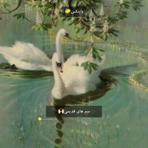 کاور