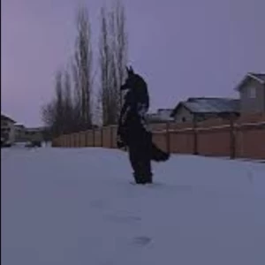 کاور