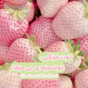 کاور