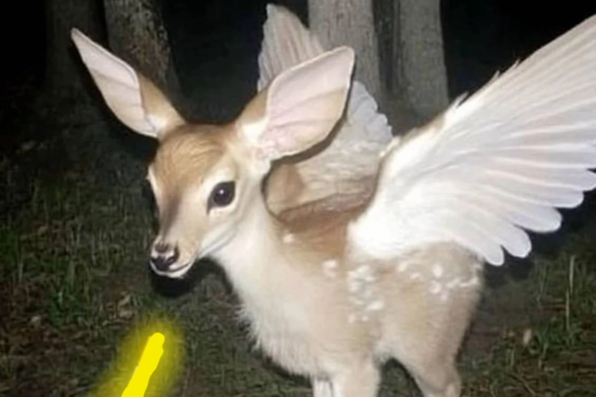 عکس فکت از اهو 🦌