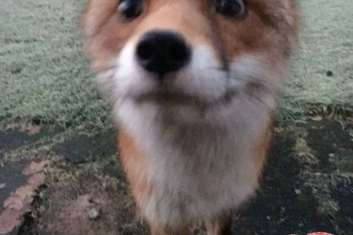 عکس فکت از روباه ها🦊
