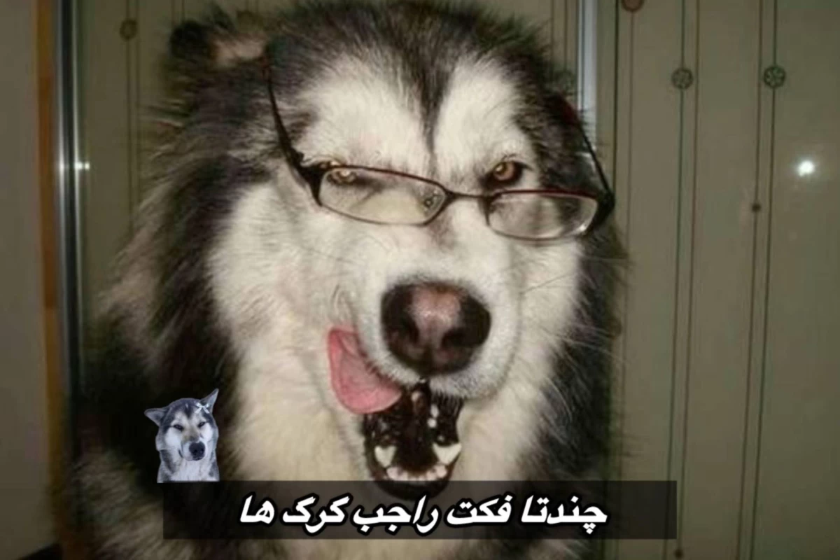 عکس فکت از گرگ ها🐺