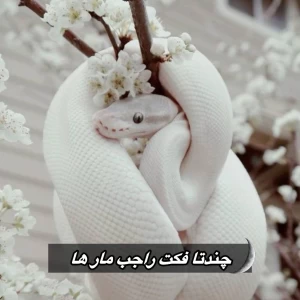 عکس فکت از مار ها🐍
