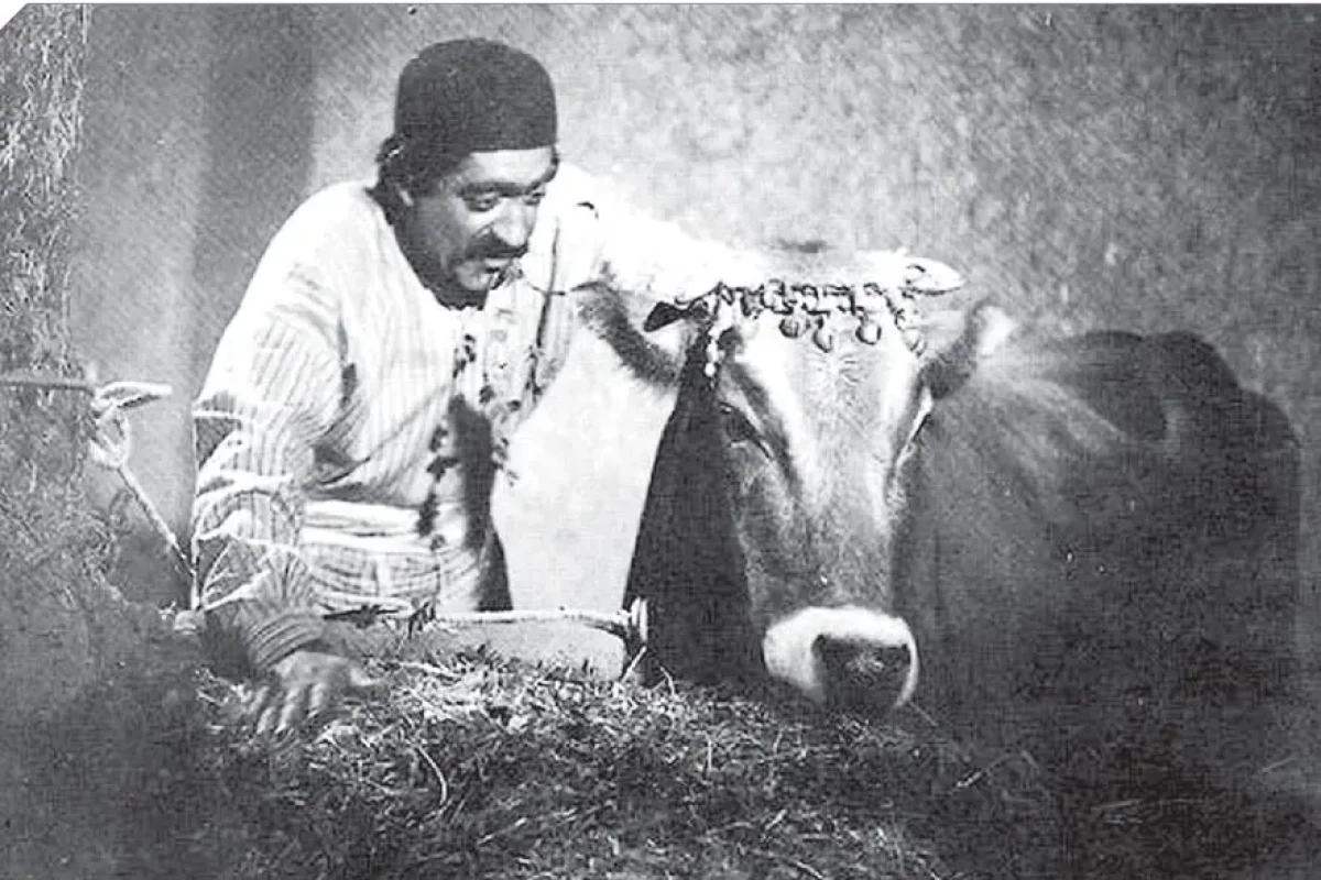 عکس « گاو »