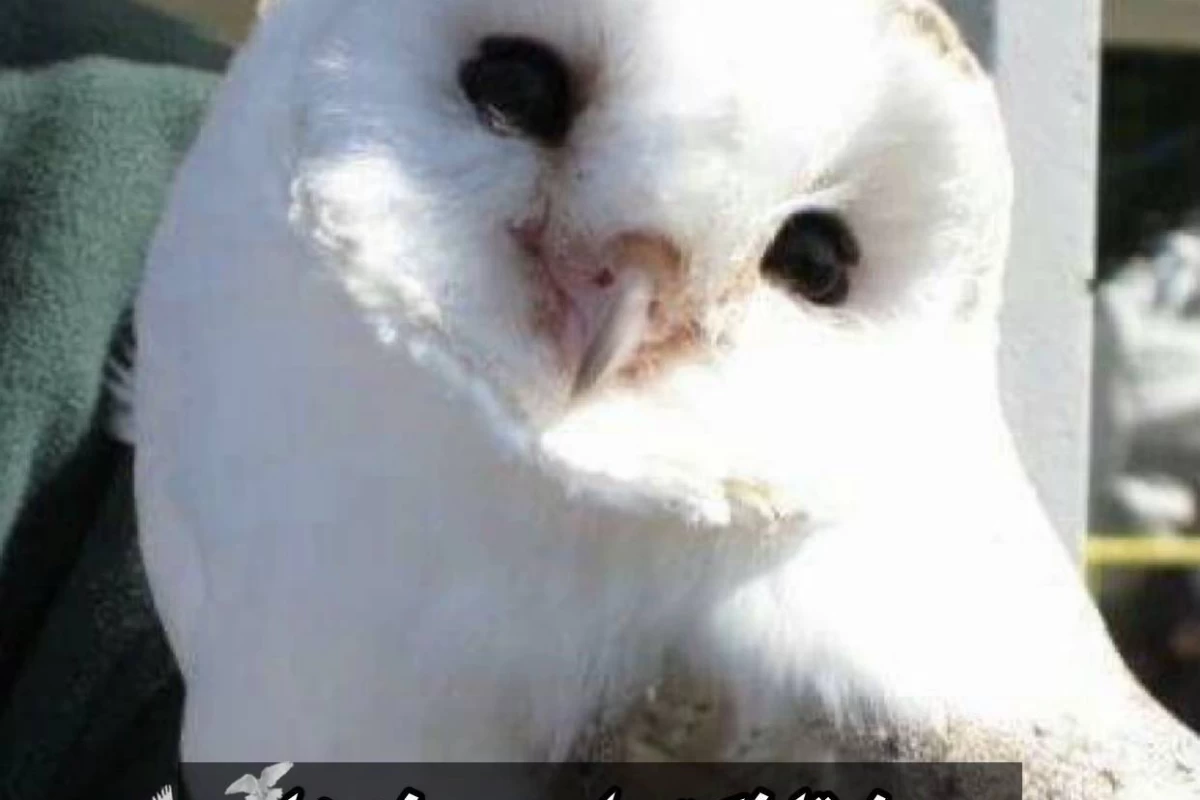 عکس فکت از جغد ها 🦉