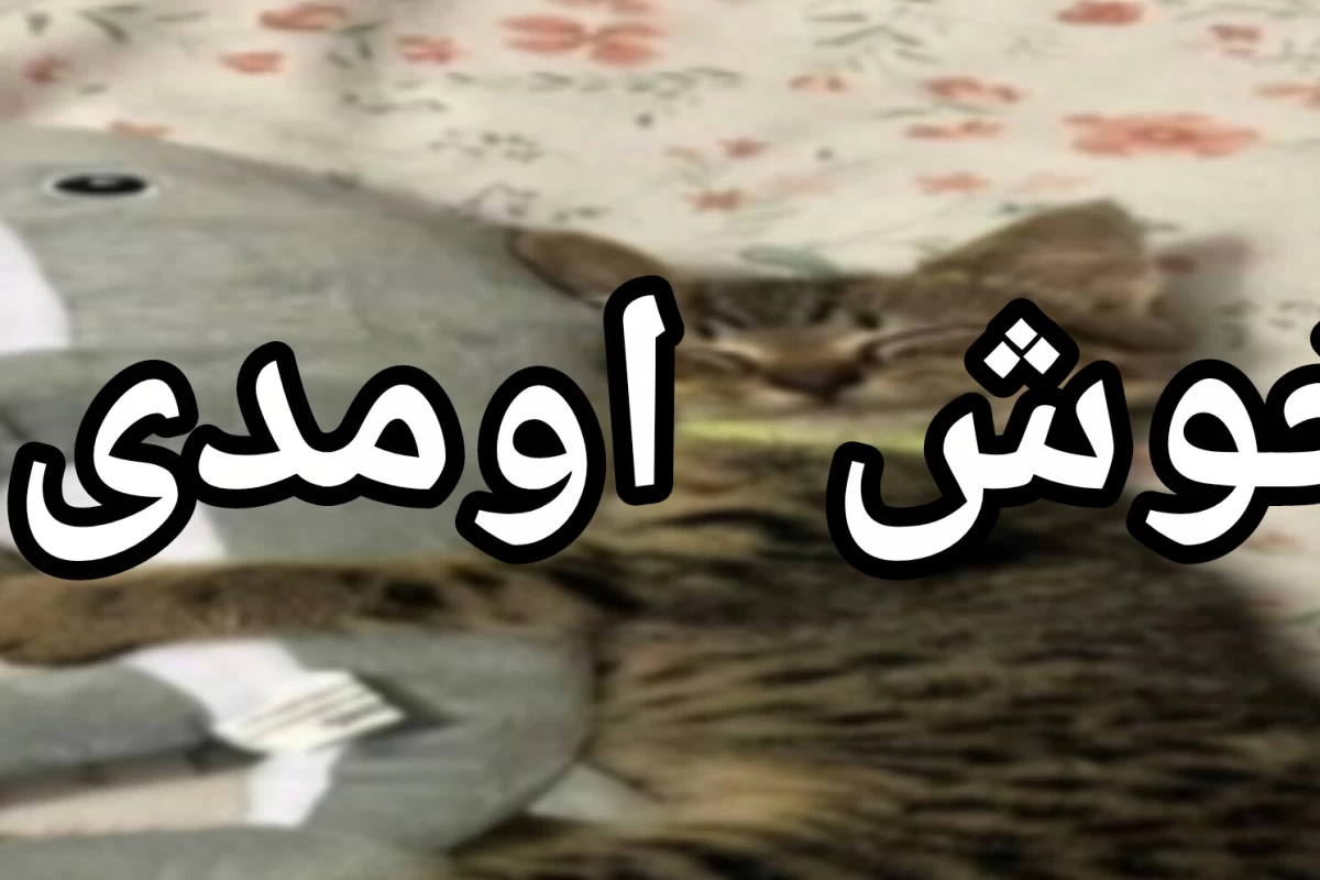 عکس رتبه‌بندی مانهواها