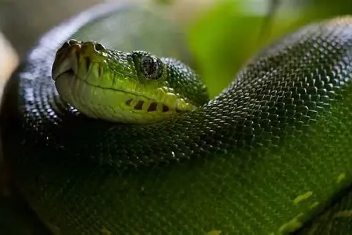 عکس آموزش دانلود Python (برای Windows)