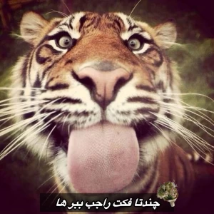 کاور