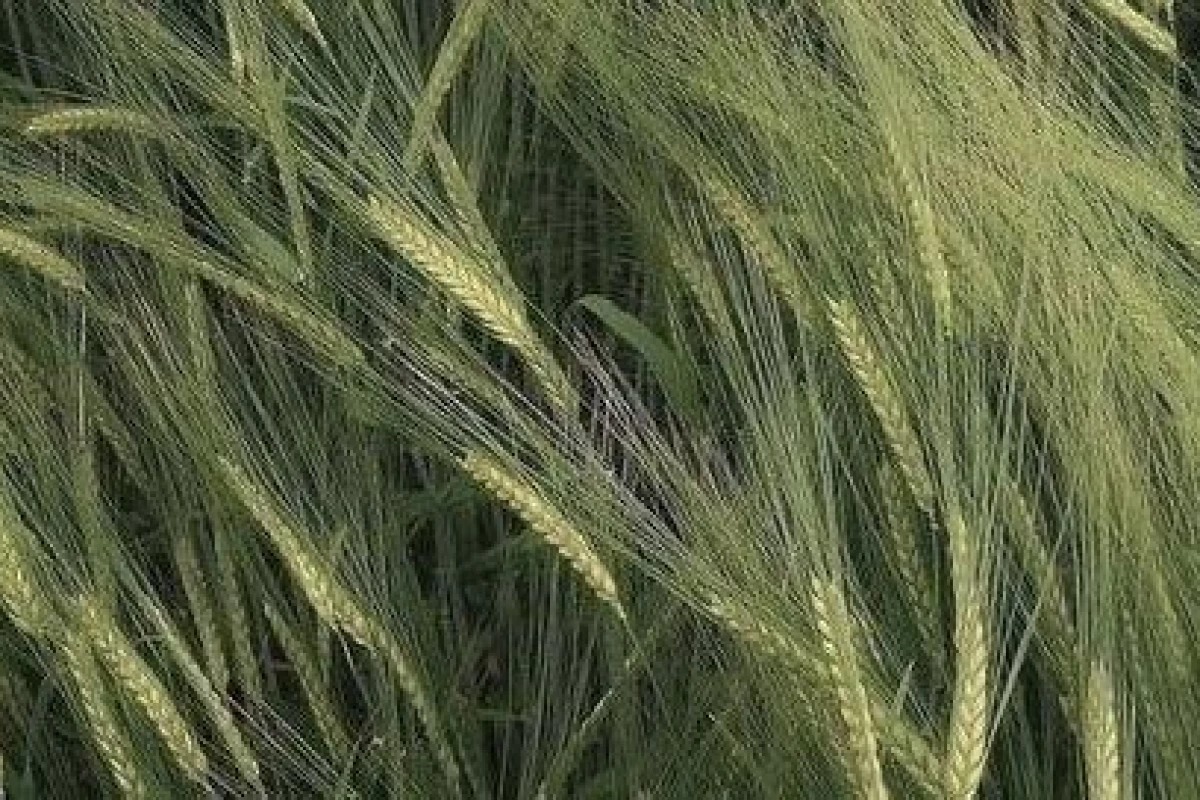 عکس ولی x واقعا...نبود
