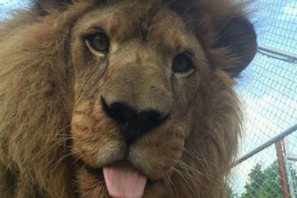 عکس فکت از شیر ها 🦁