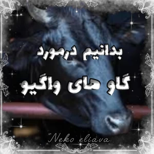کاور