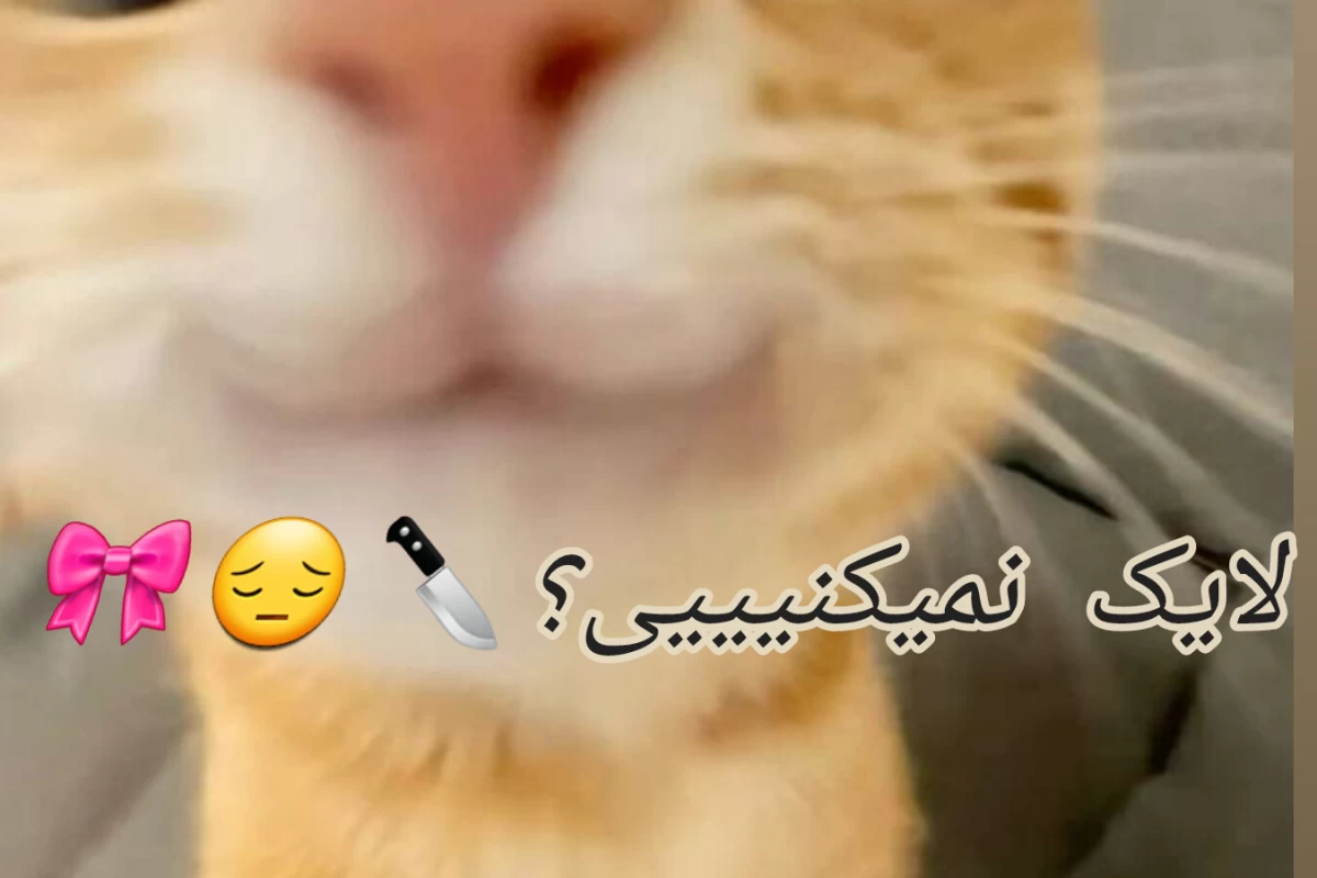 عکس بهترین نژاد سگ برای آپارتمان