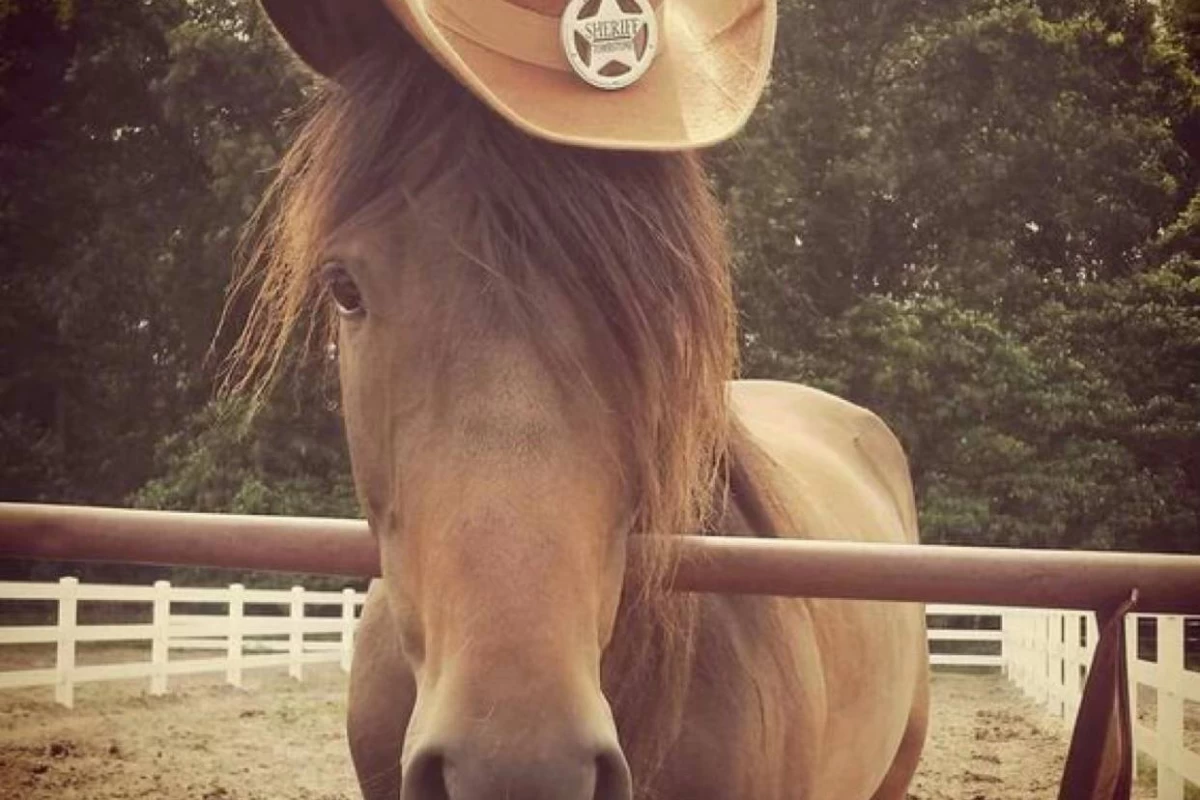 عکس فکت از اسب ها🐎