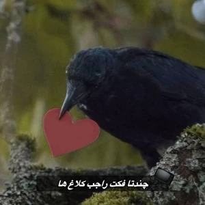کاور