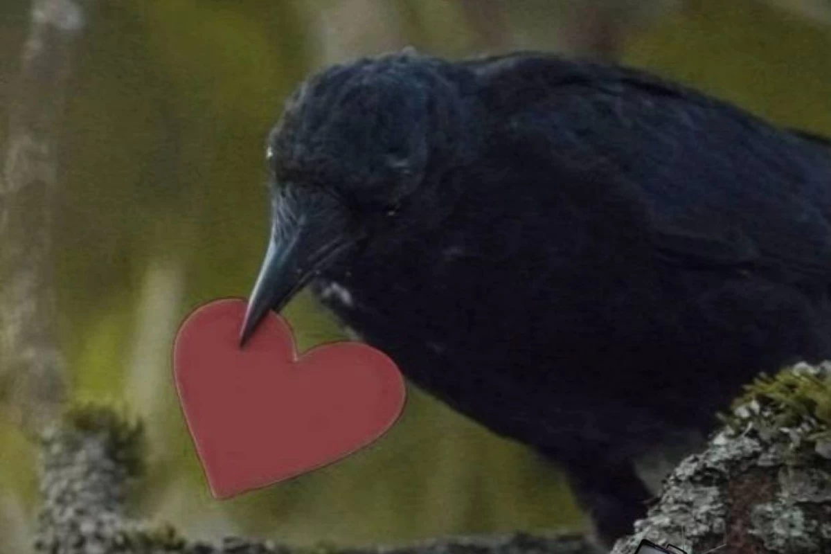 عکس فکت از کلاغ ها🐦‍⬛