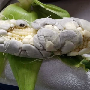 کاور