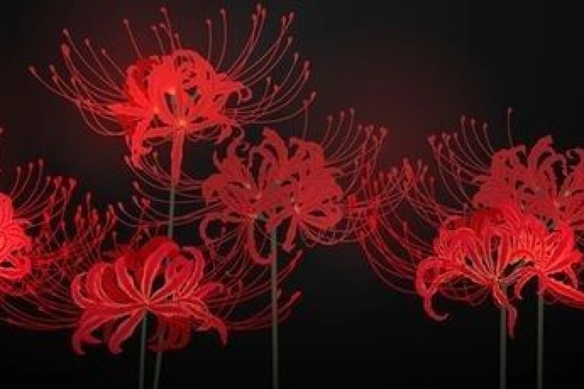 عکس سوسن عنکبوتی قرمز