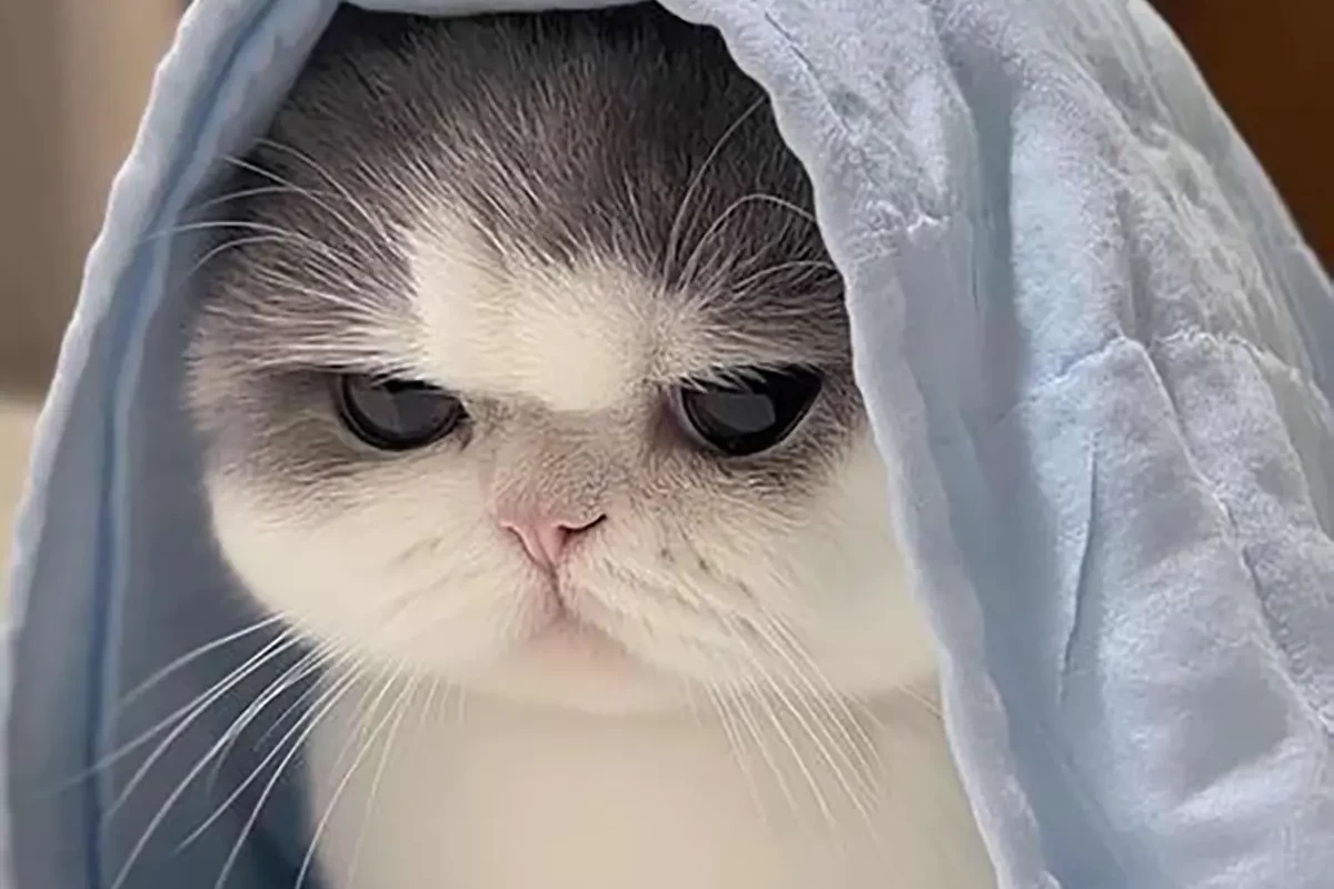 عکس خاطراتی در حضور درخت افرا