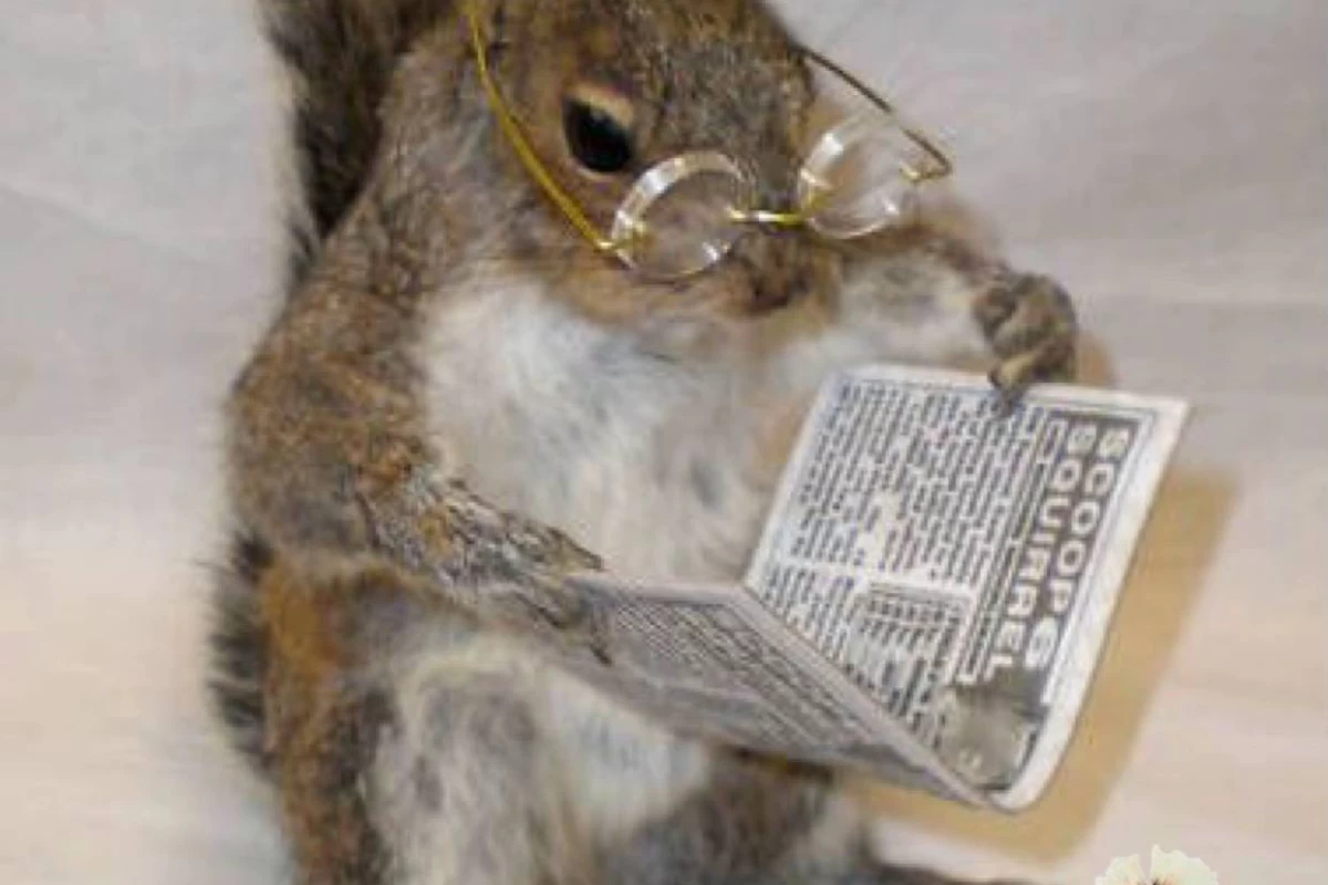 عکس فکت از سنجاب ها🐿