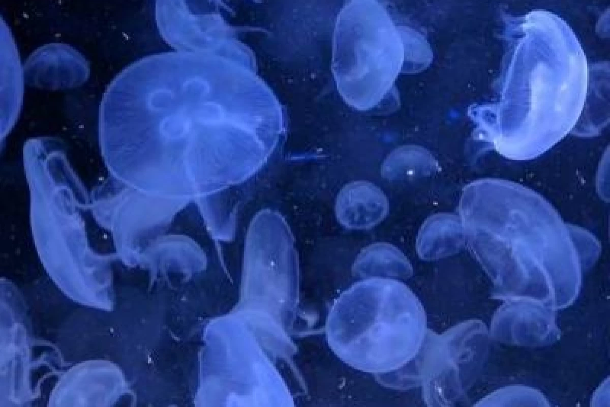 عکس پلی لیست سوشی