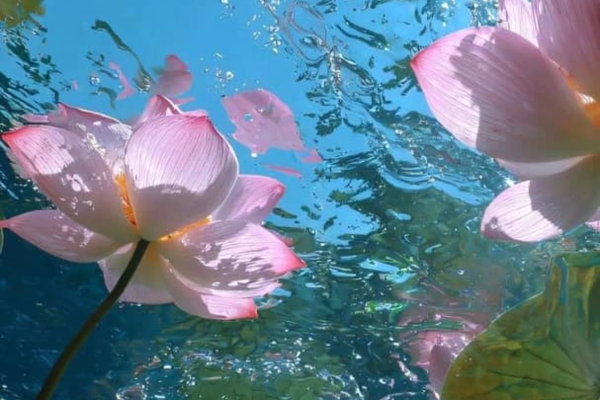 عکس آهو کیه