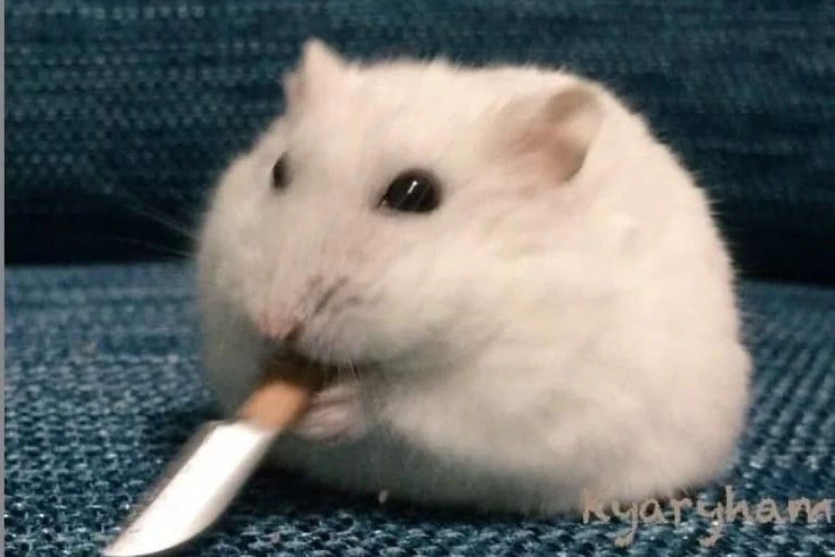 عکس زیباترین آیدل ها